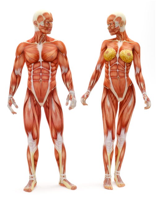 Corso di Anatomia del Massaggio