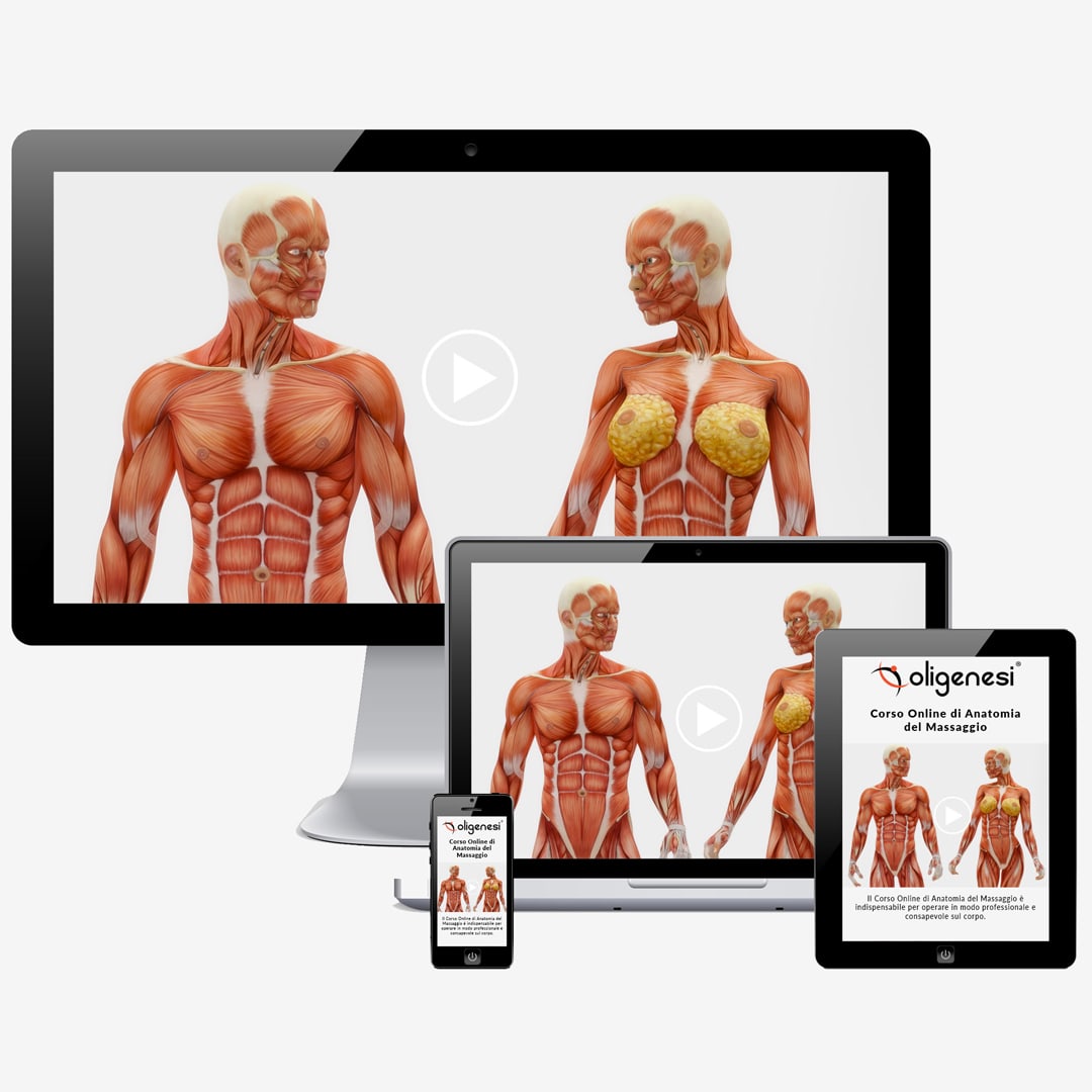 Corso di Anatomia del Massaggio Online