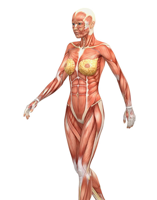 Corso Online di Anatomia del Massaggio
